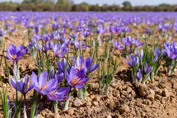 آب و زمین کشاورزی زعفران