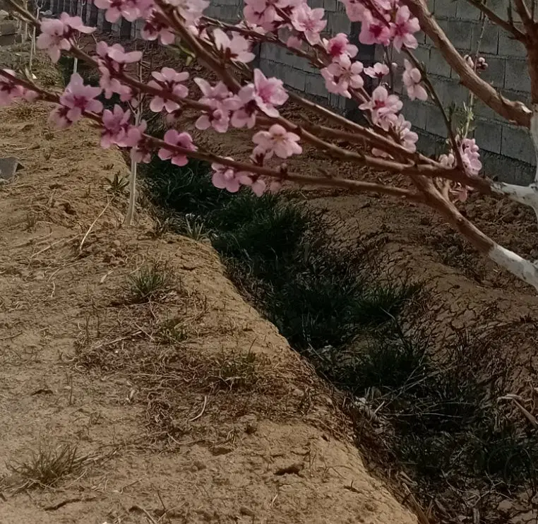 زمین مسکونی رازان  ۲۰۰ متر