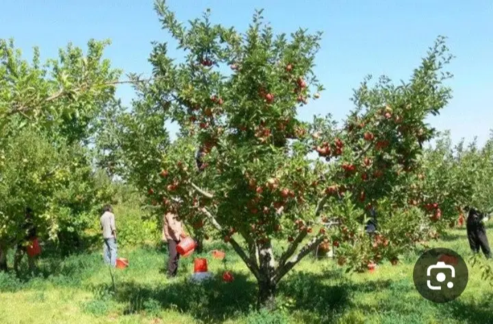 زمین باغ در نیشابور