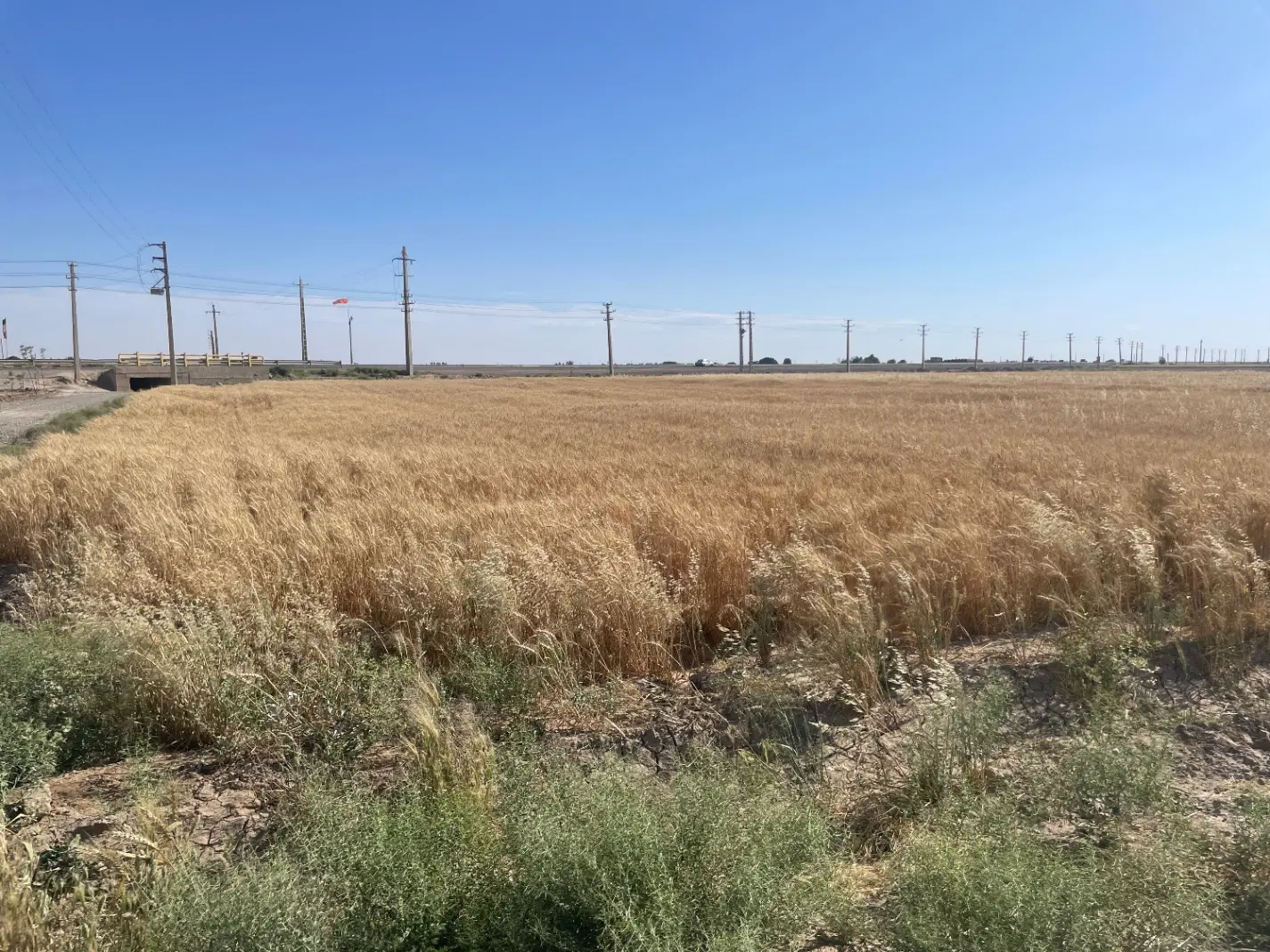 زمین کشاورزی مناسب گلخانه