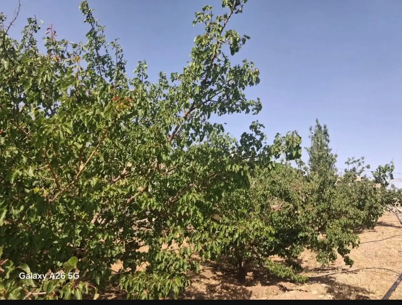 زمین باغی