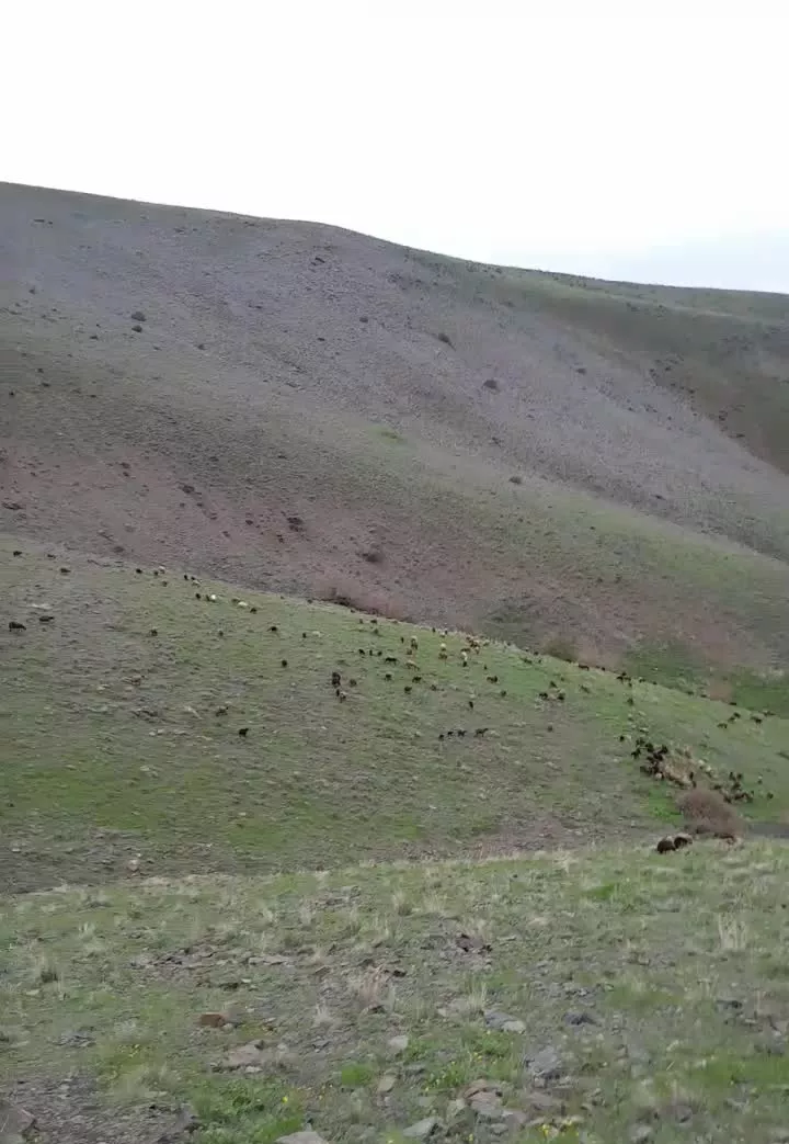 اجاره دامداری