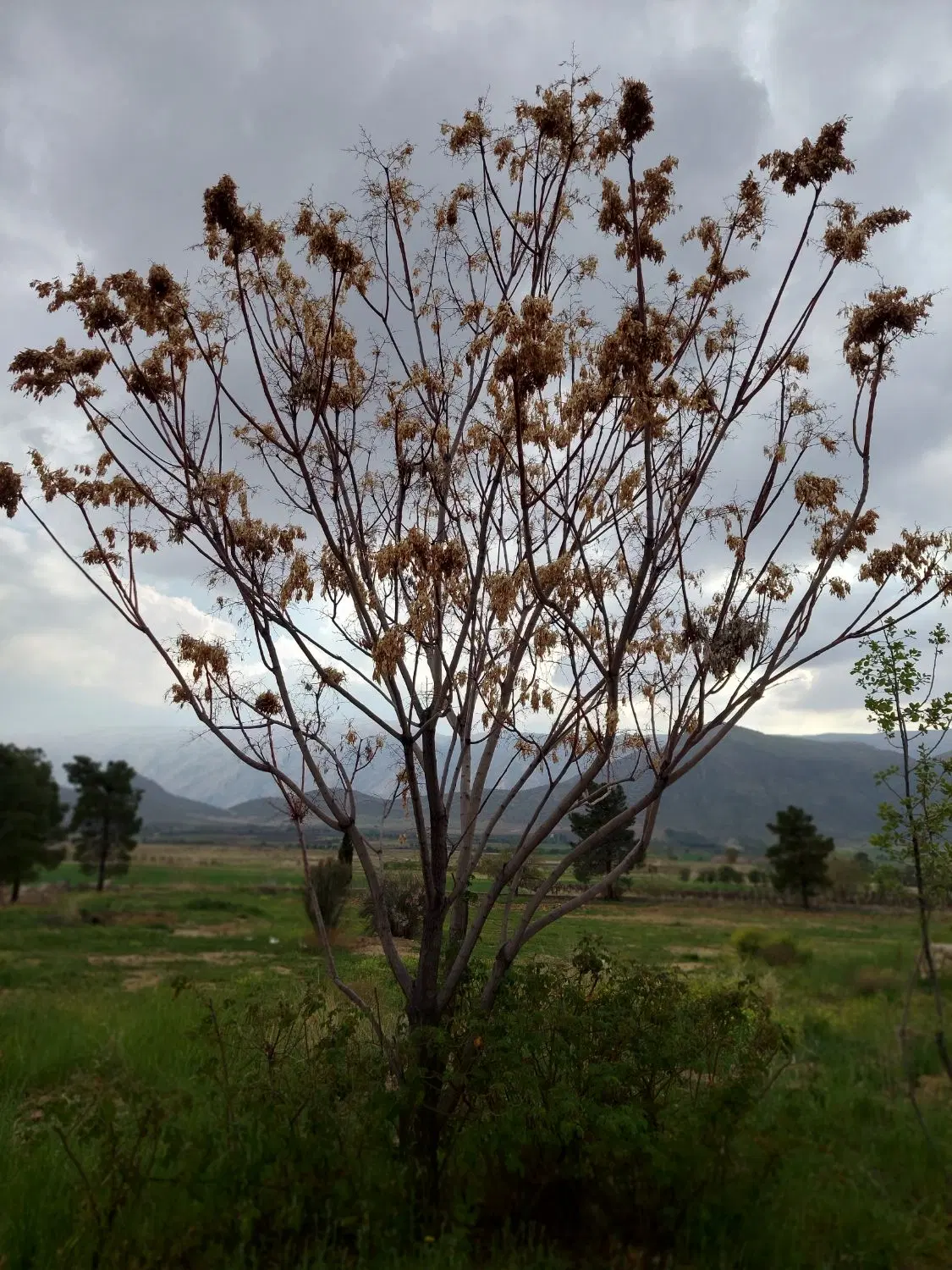 زمین کلبندی