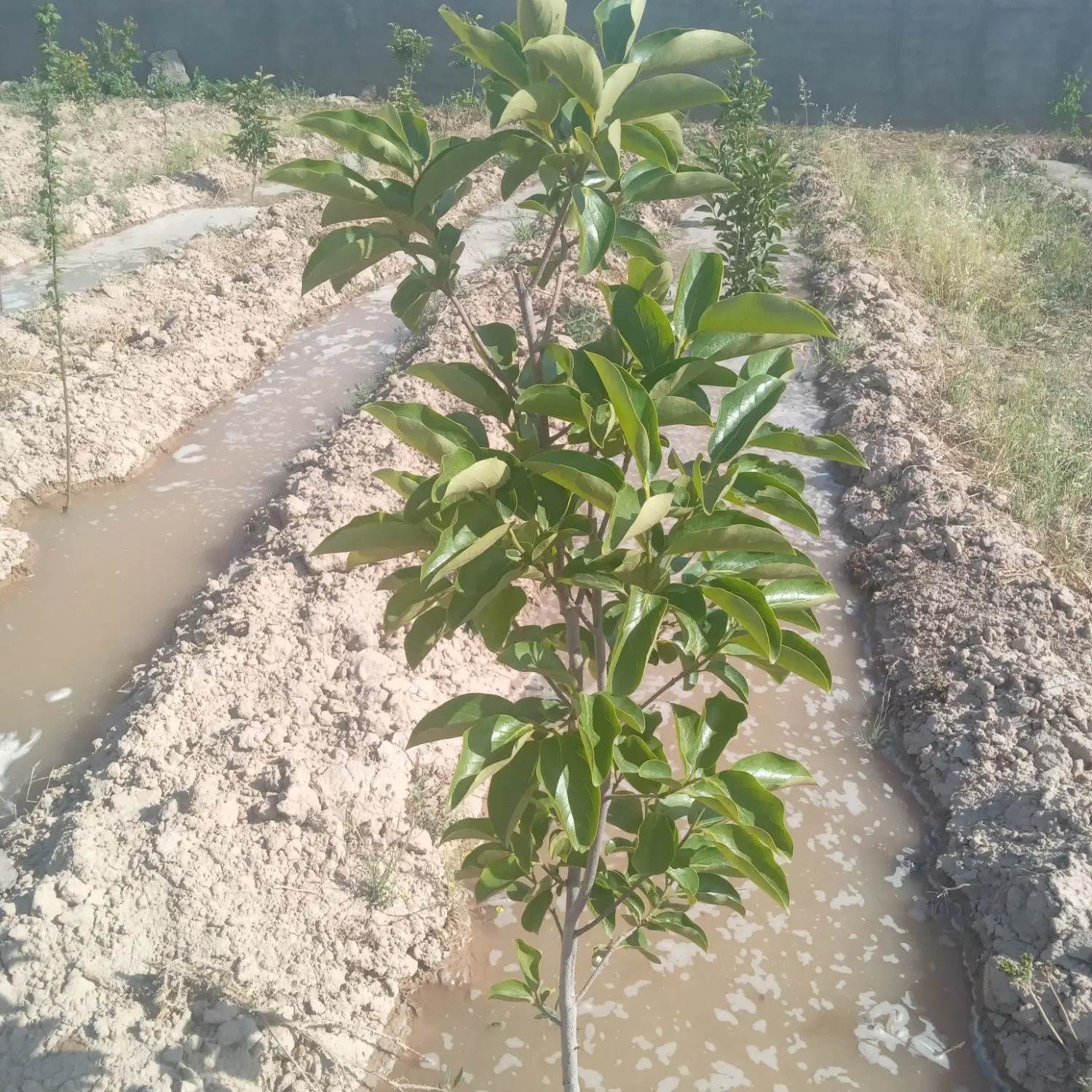 باغچه ۳۵۰ متری