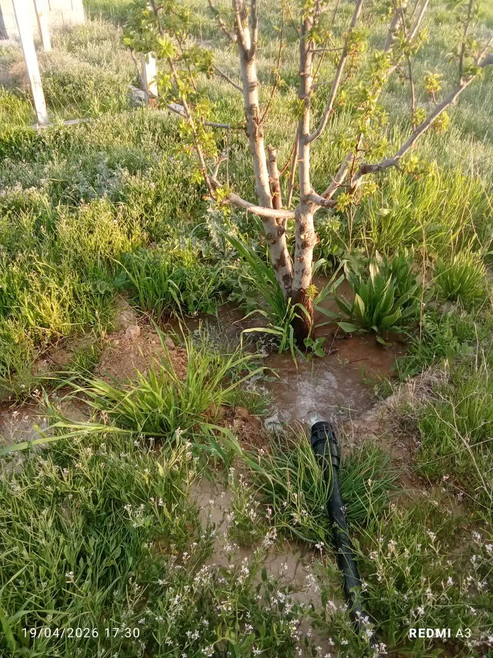 باغ  1000 متر فروش فوری  روستای نیستان