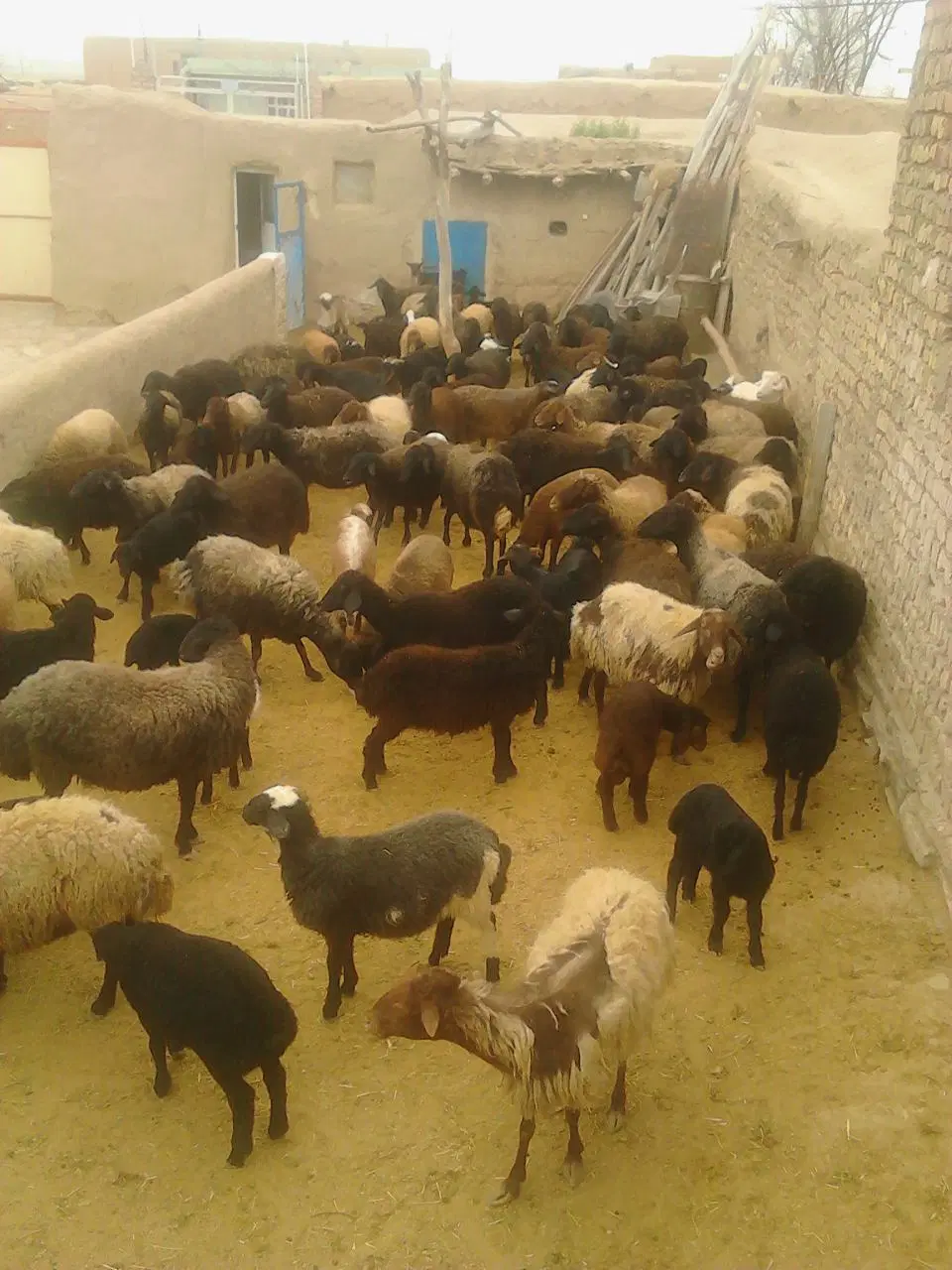 دامداری