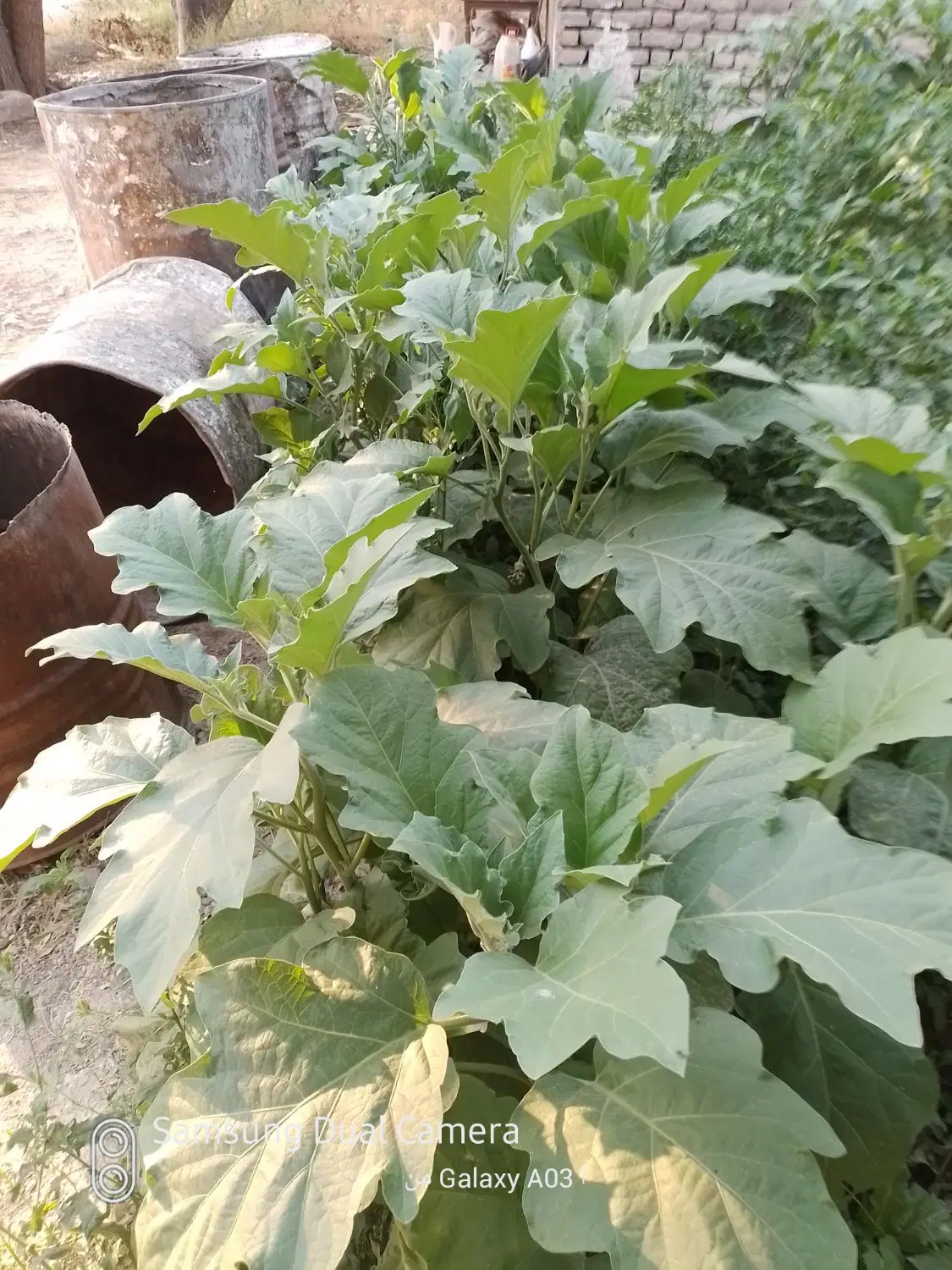 قطعه باع روستای تهم