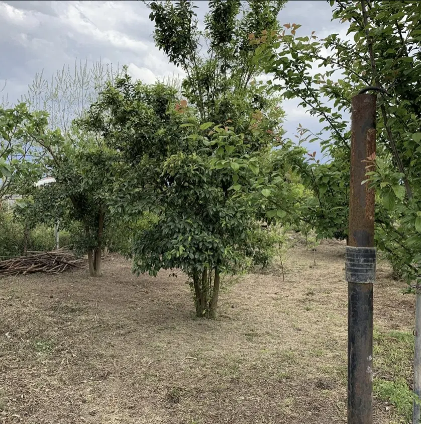 زمین مسکونی