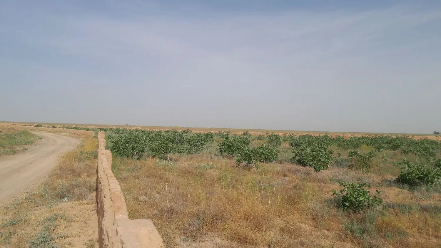 باغ پسته