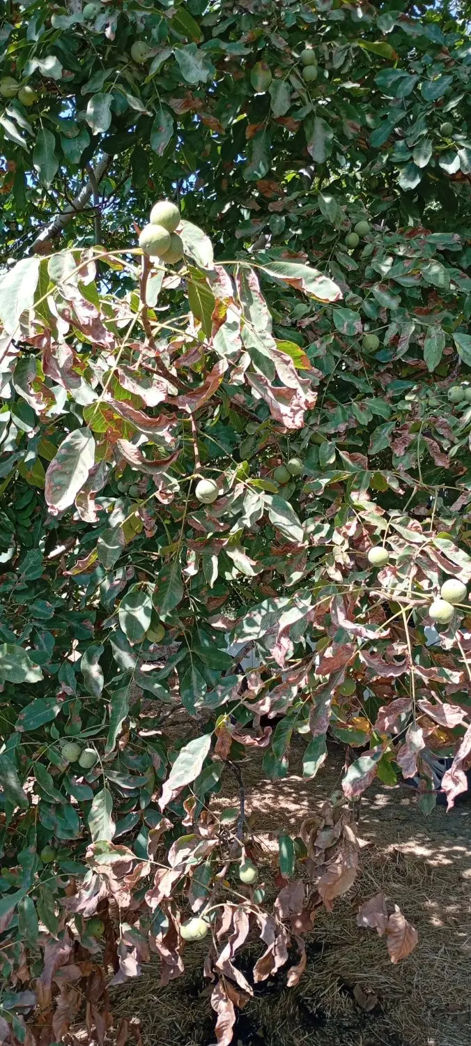 اجاره 8اصله درخت گردو
