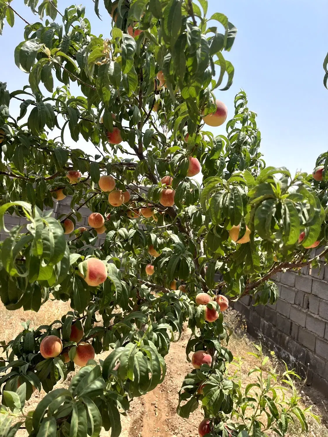 باغ نقلی زیبا نقد و چک
