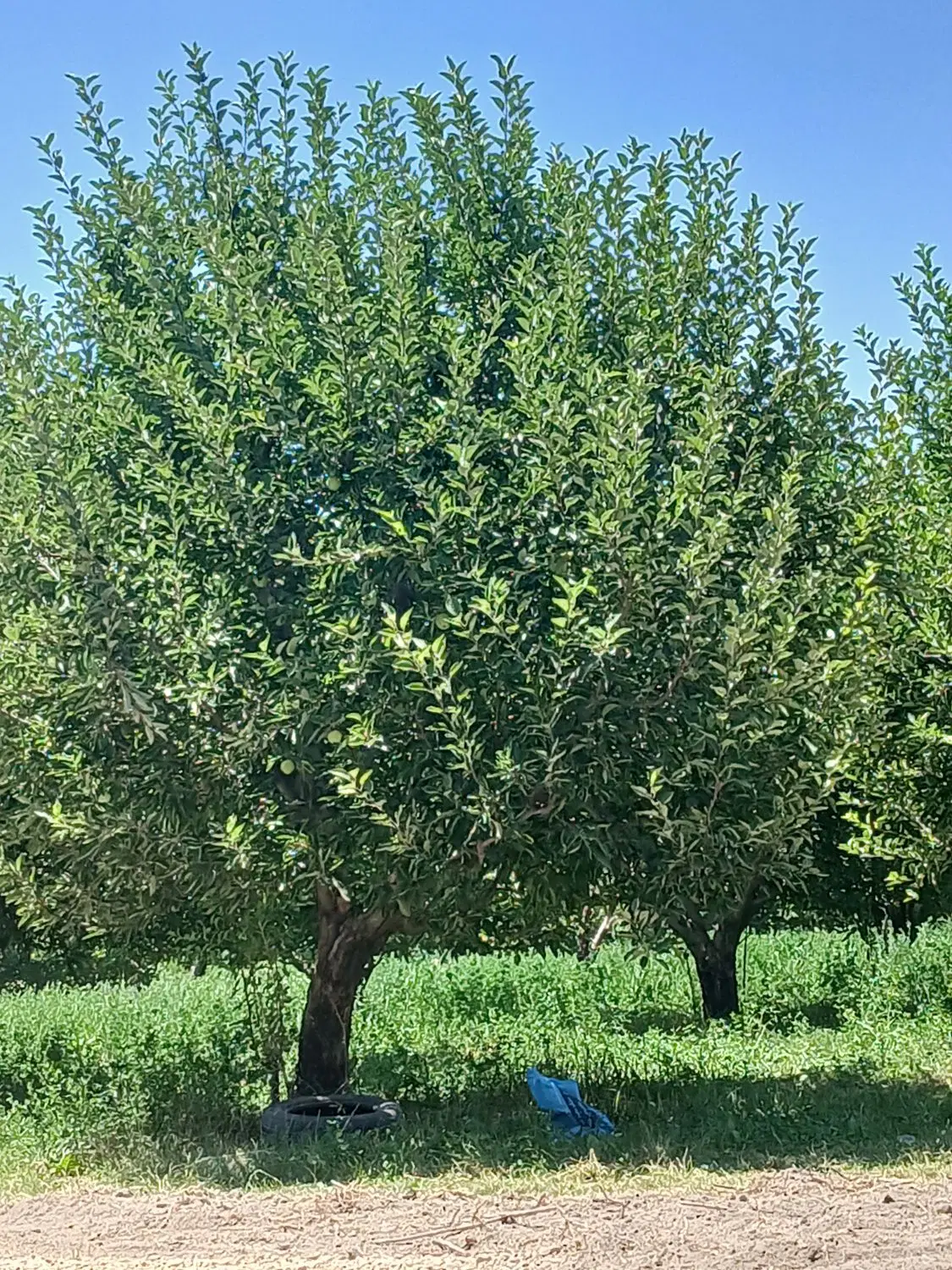 ویلا باغ نیمه کاره جاده سنتو