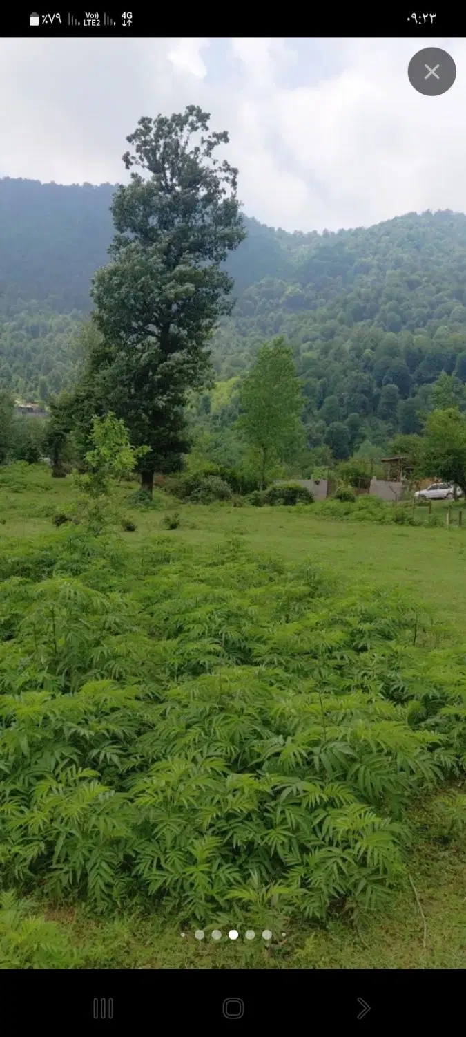۲۵۰زمین باغی جاده گشت رودخان