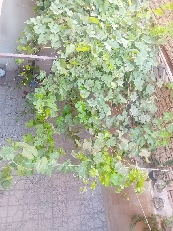 اجاره خانه مسکونی