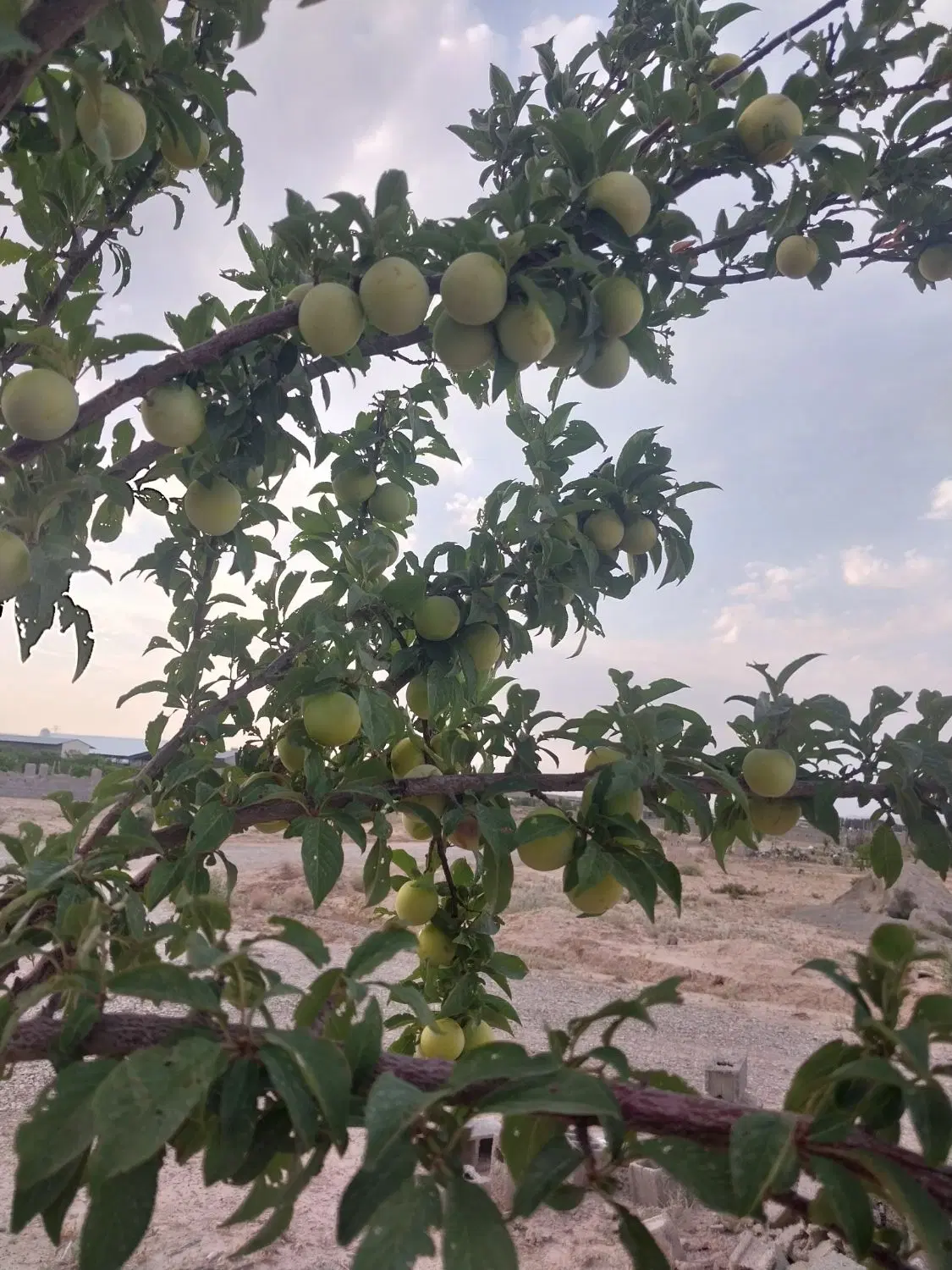 باغچه