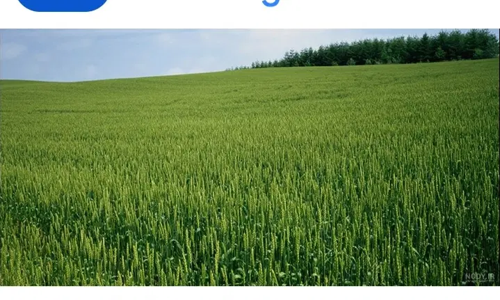 زمین کشاورزی دیم روستای بلیین