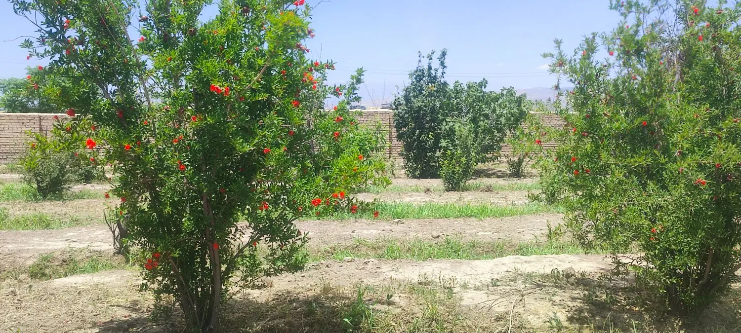 200متر باغچه قلفتی