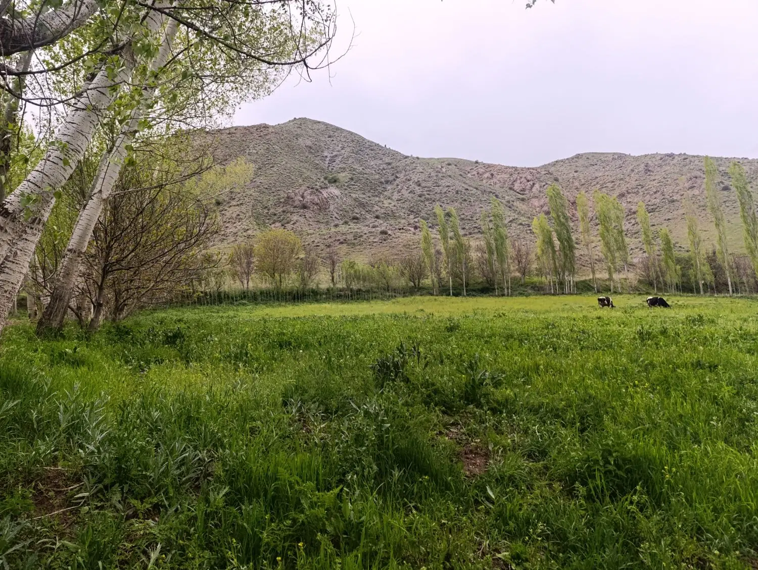 فروش باغ به مساحت 7 هزار متر