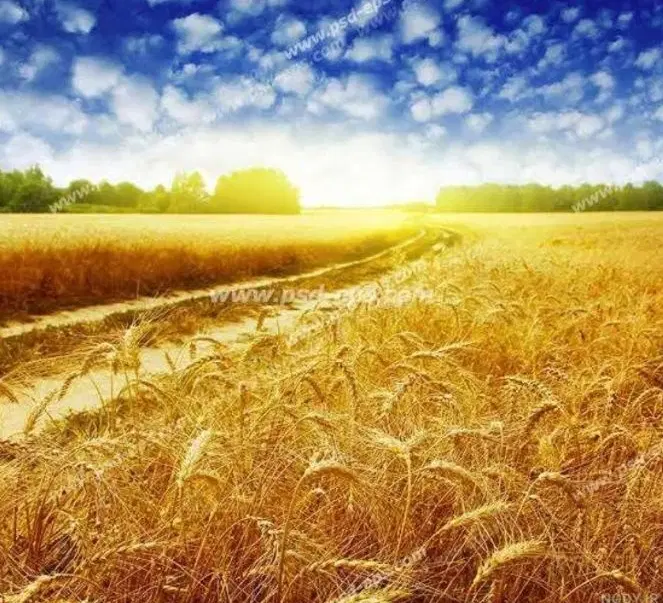 اجاره زمین کشاورزی