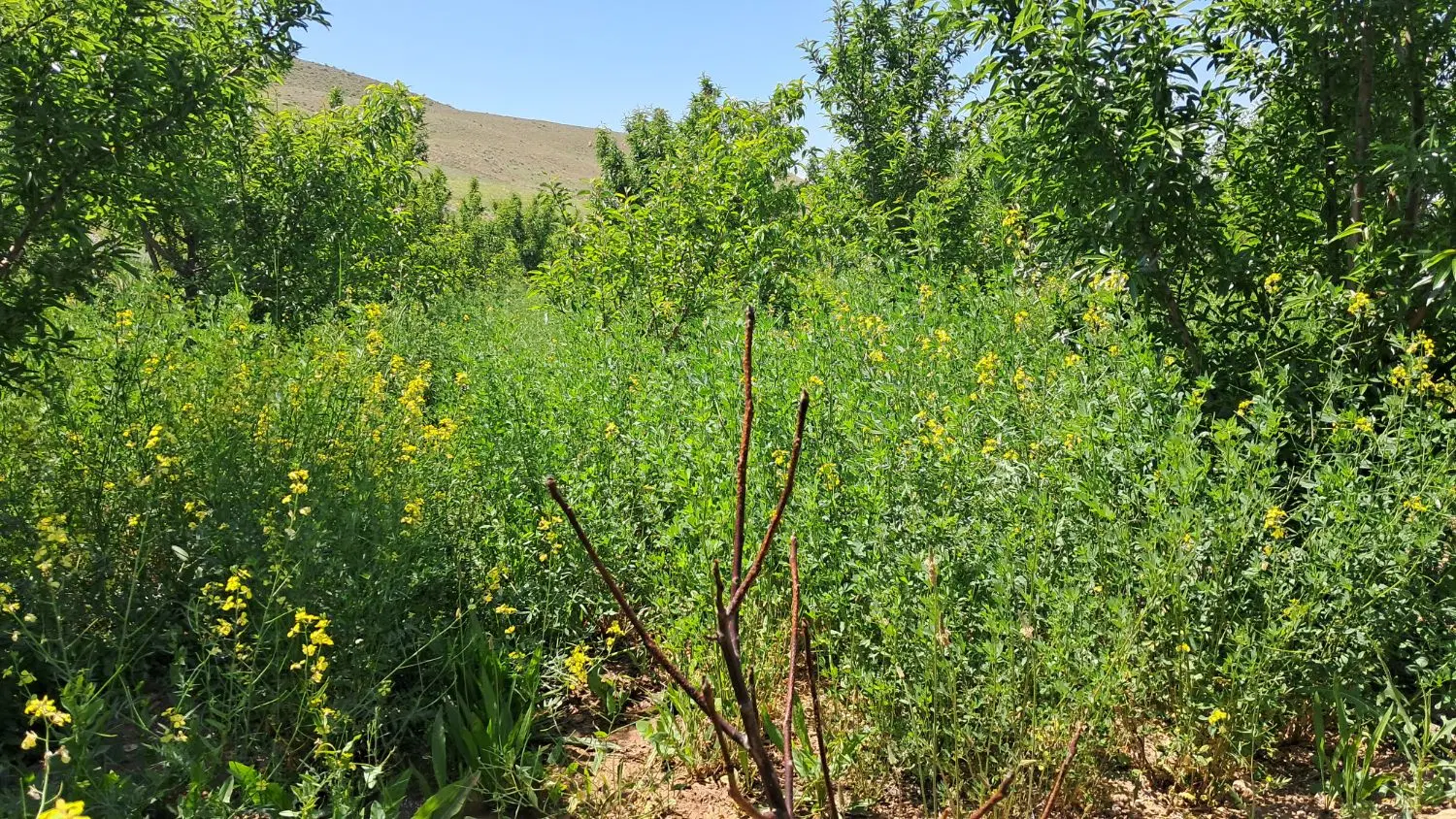 باغ ویلا زمین زراعی