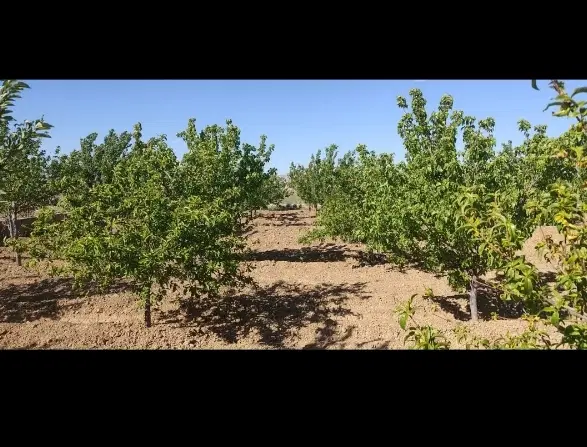 تعداد قواره زمین باغی با متراژ متفاوت سداکباتان