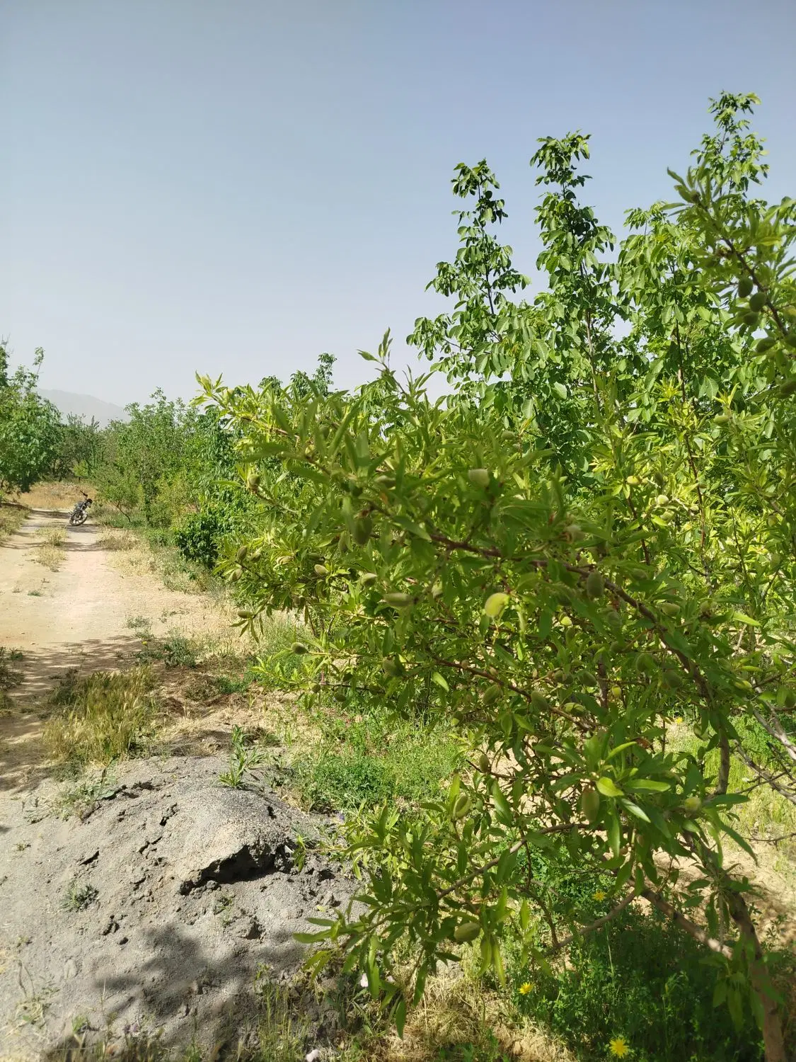 باغ دو کیلومتری پل زمانخان