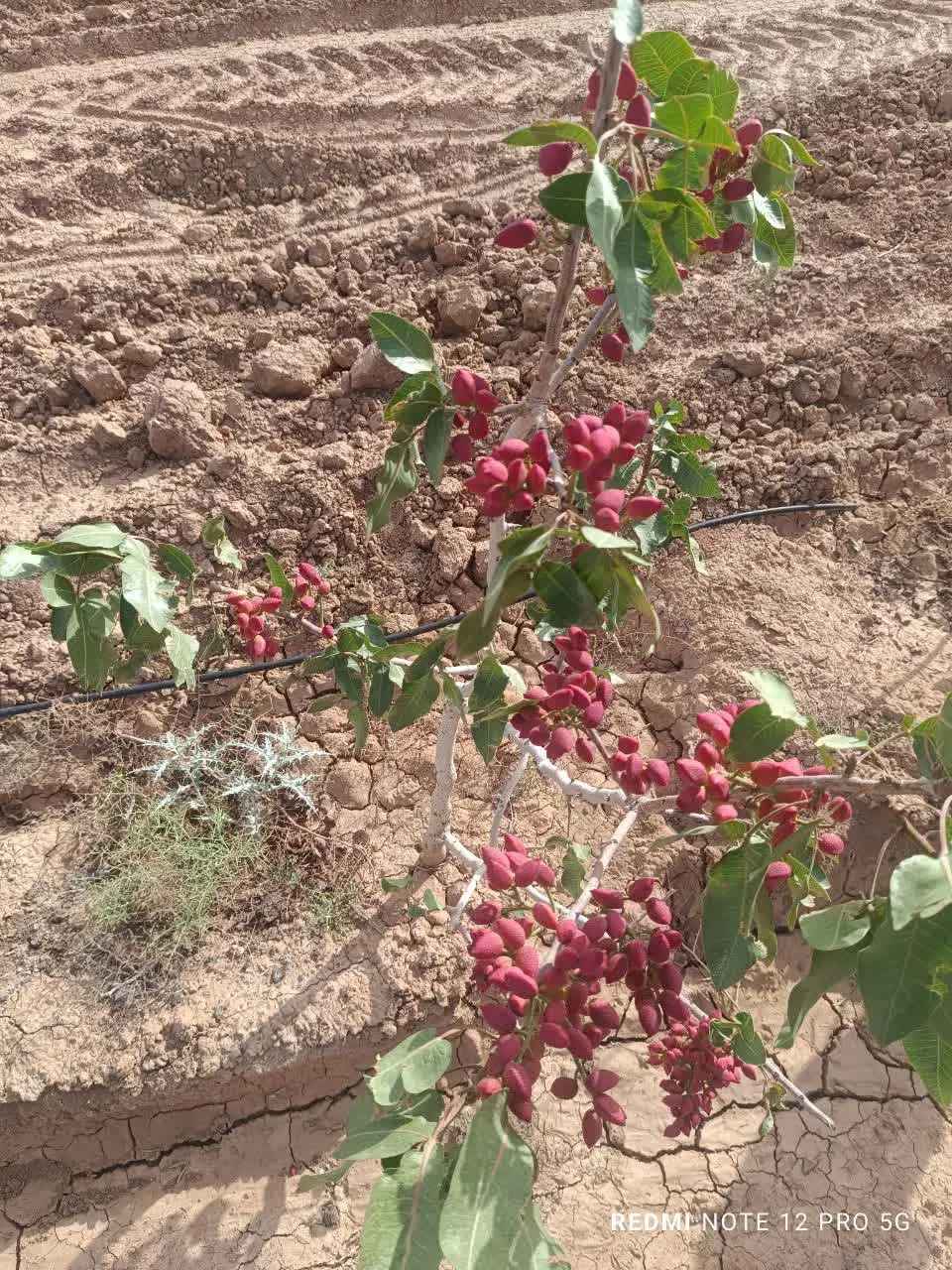 باغ پسته ۱۴۰۰۰متری