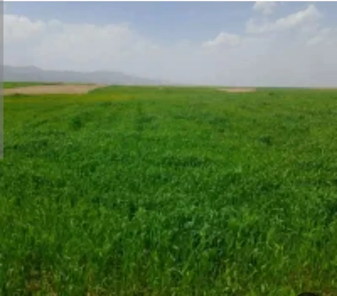 فروش زمین کشاورزی وباغی ۲۵۰۰متردر هفشجان