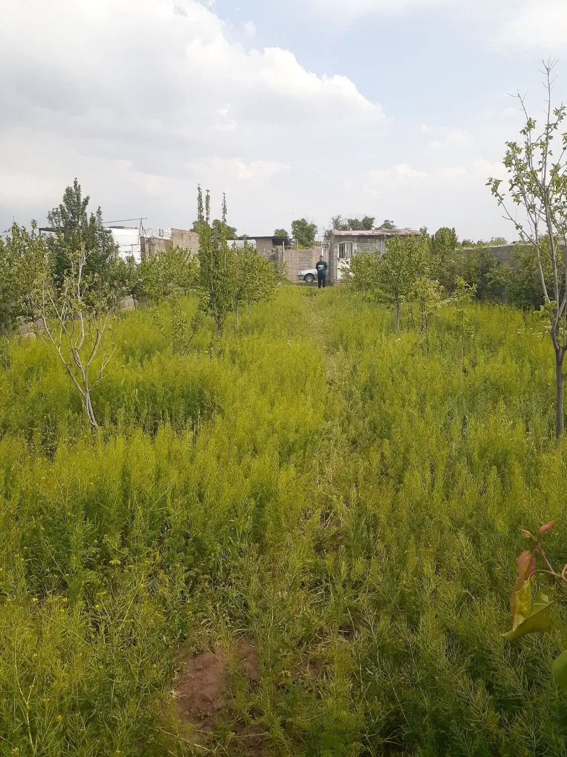 باغچه ی چهار دیواری  درخسرواباد نظراباد