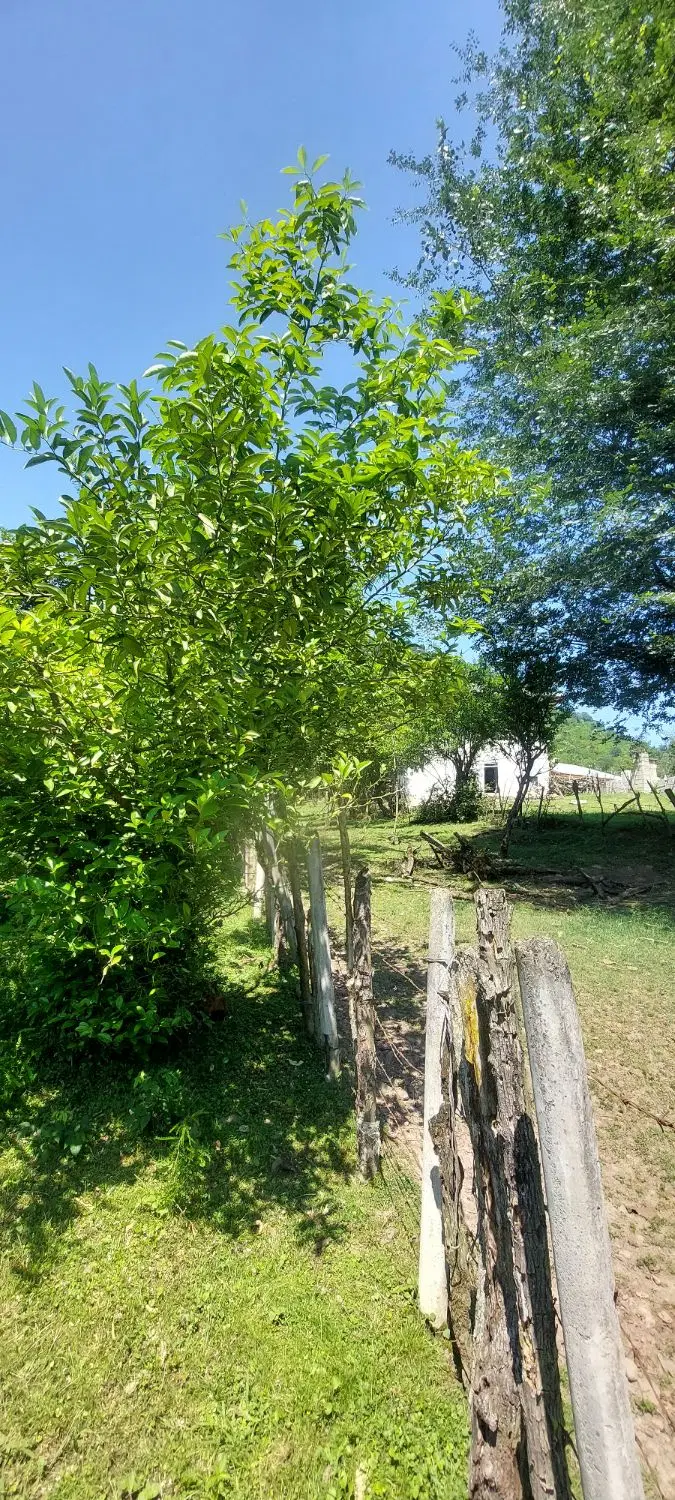زمین