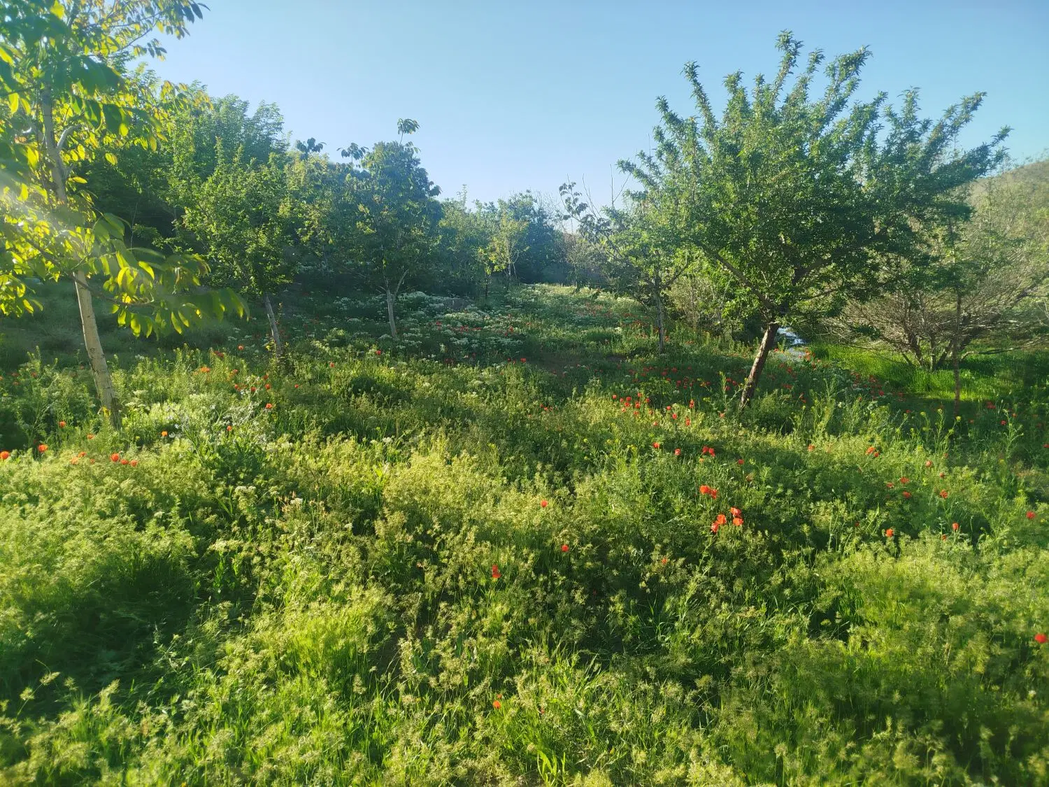 زمین باغی