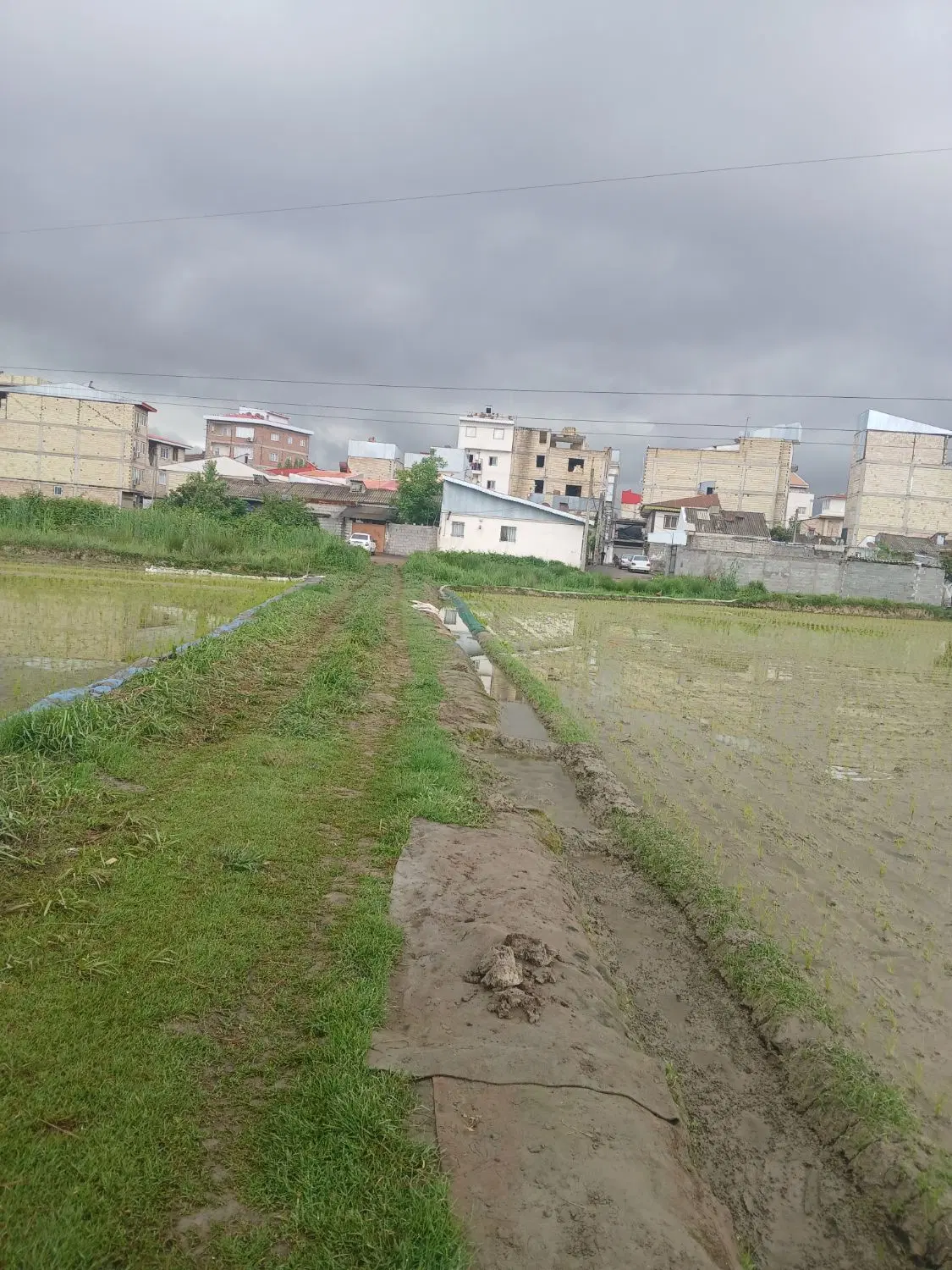 زمین کشاورزی