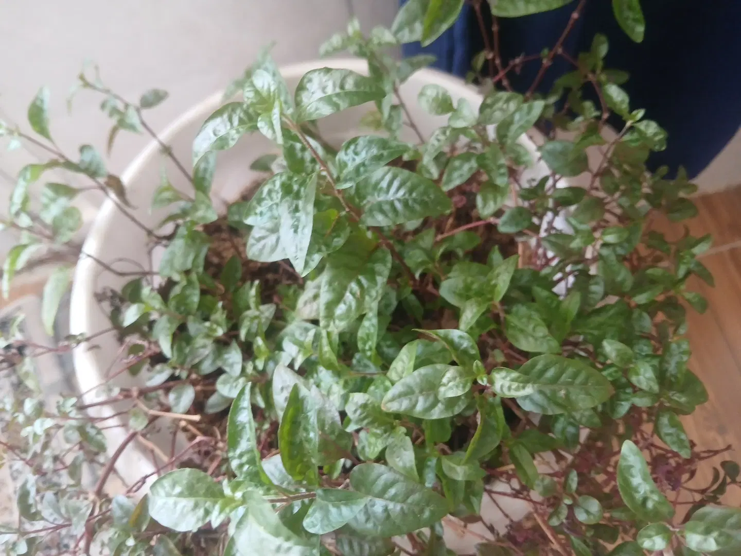 زمین کشاورزی