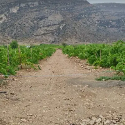 زمین تجاری مسکن باغی  باغ ویلایی