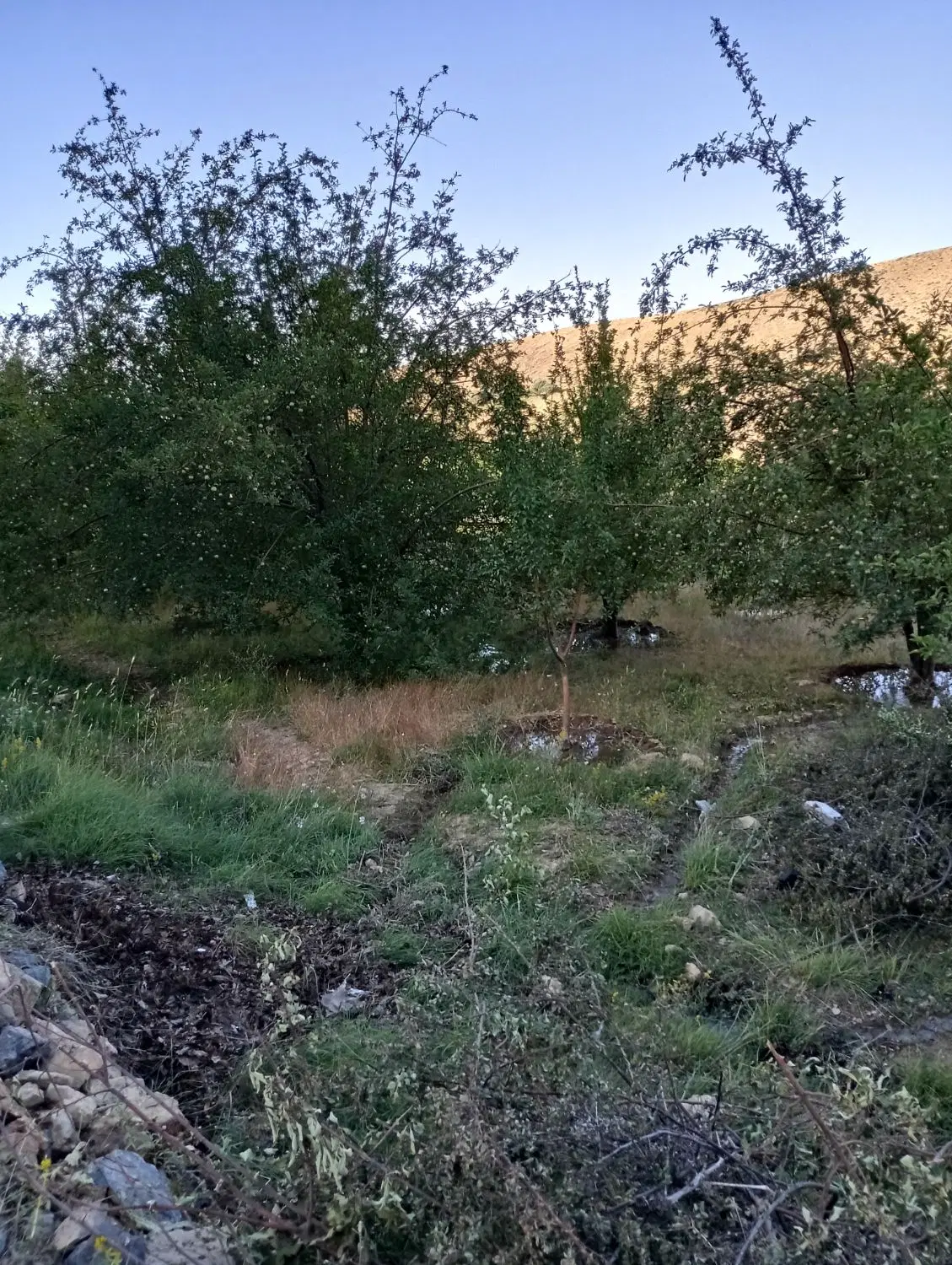 فروش باغ میوه