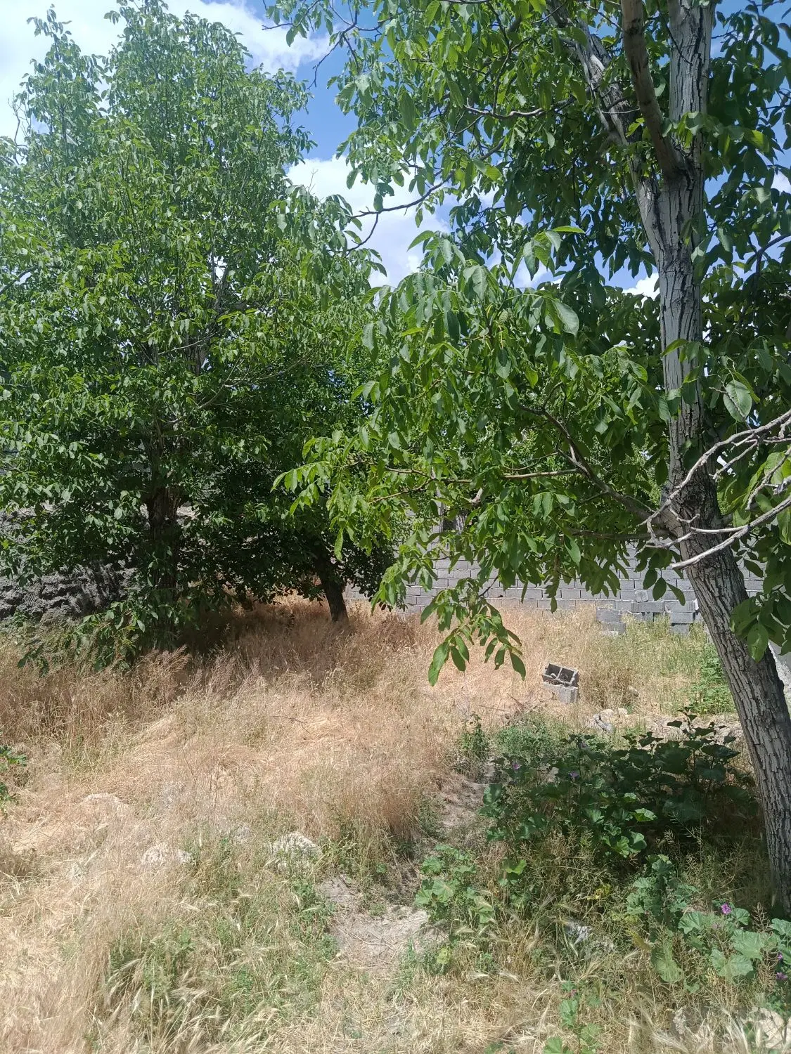 باغ ۲۳۴متر در خود اسکو
