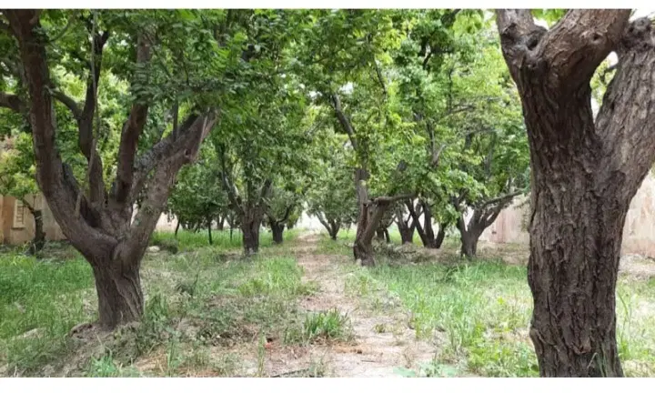 باغ فروشی در بکه شهریار