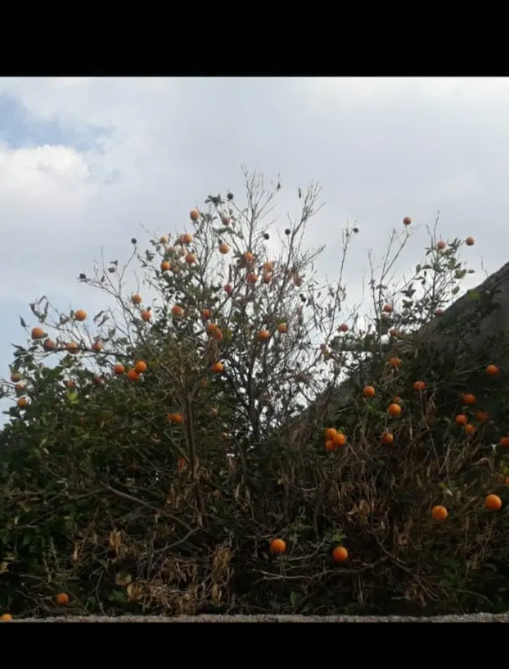 شوش روستای ترویح