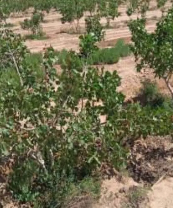 باغ پسته و زیتون