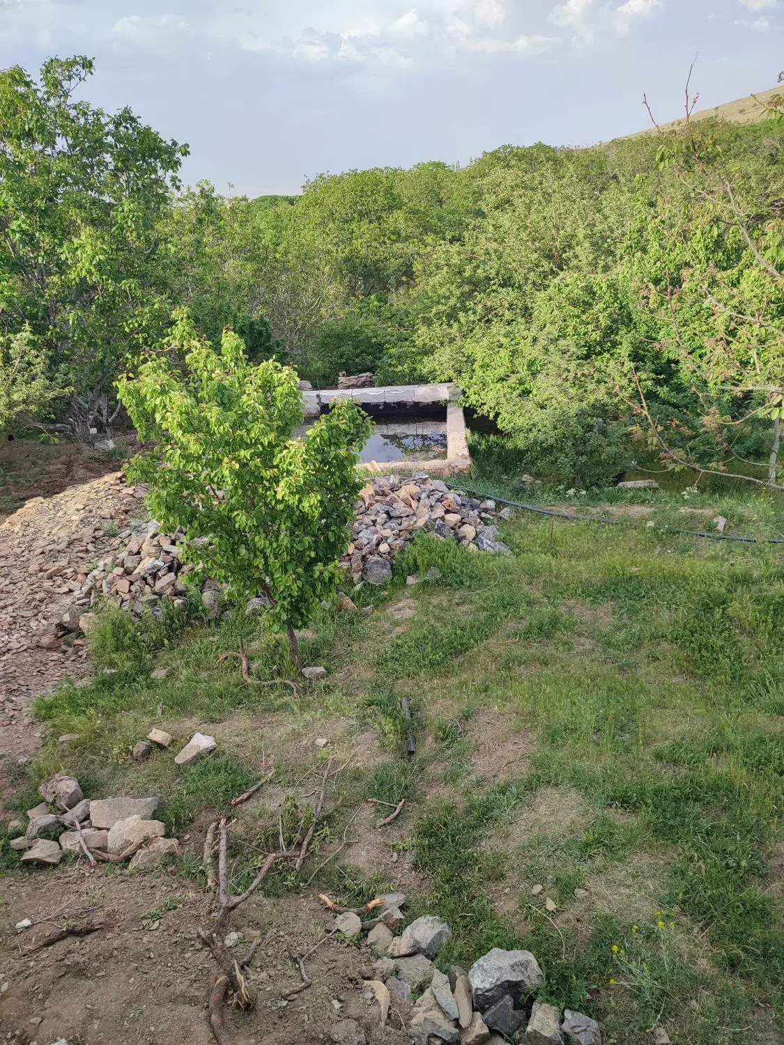 باغ میوه