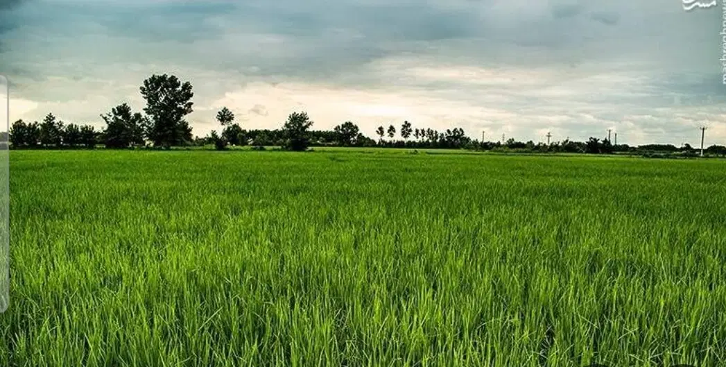 زمین شالیزار  با اجاره  برنج فوری