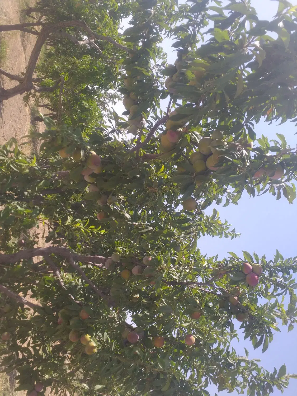 شهر تنکمان ۶۰۰متر با درخت میوه بیست
