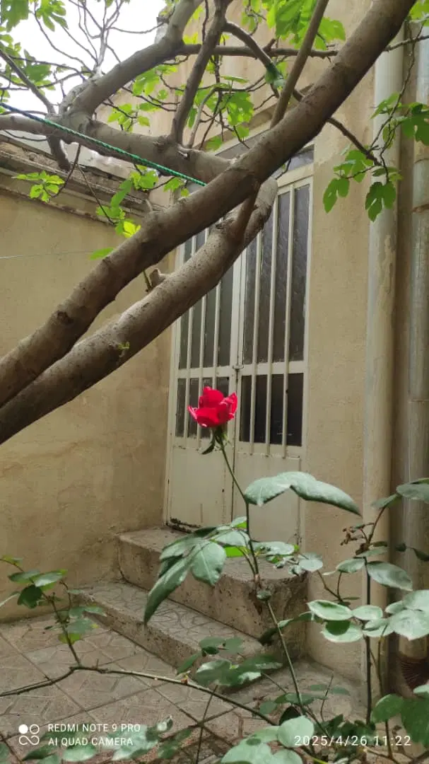 حیاط دربست در کارپیشه