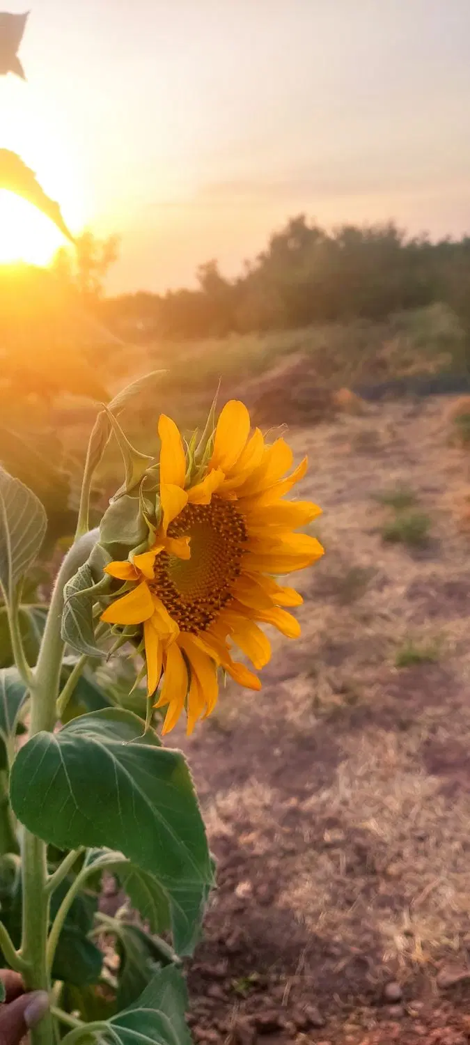باغ