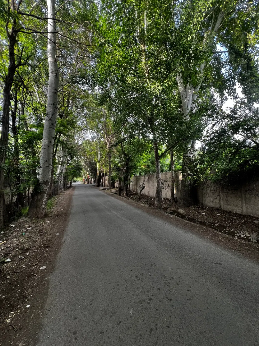 زمین سند دار سهیلیه درختی لشگرآباد