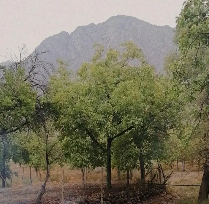 چند قطعه زمین کوهپایه