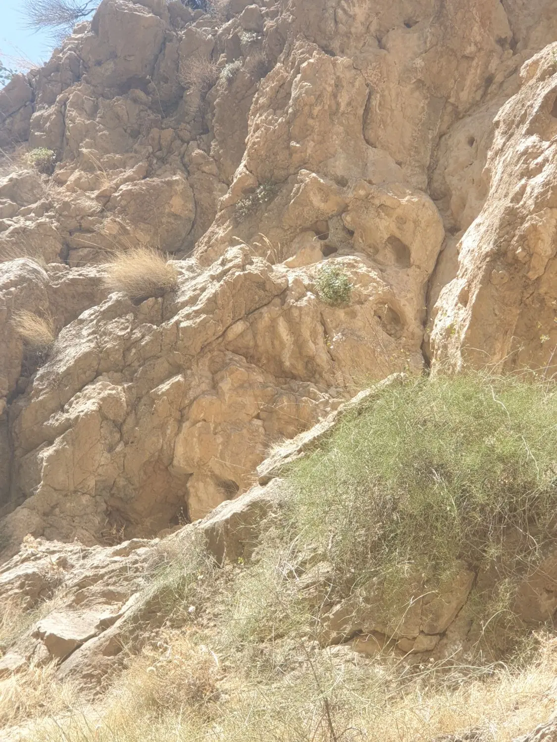 زمین رحمتیه مشاع