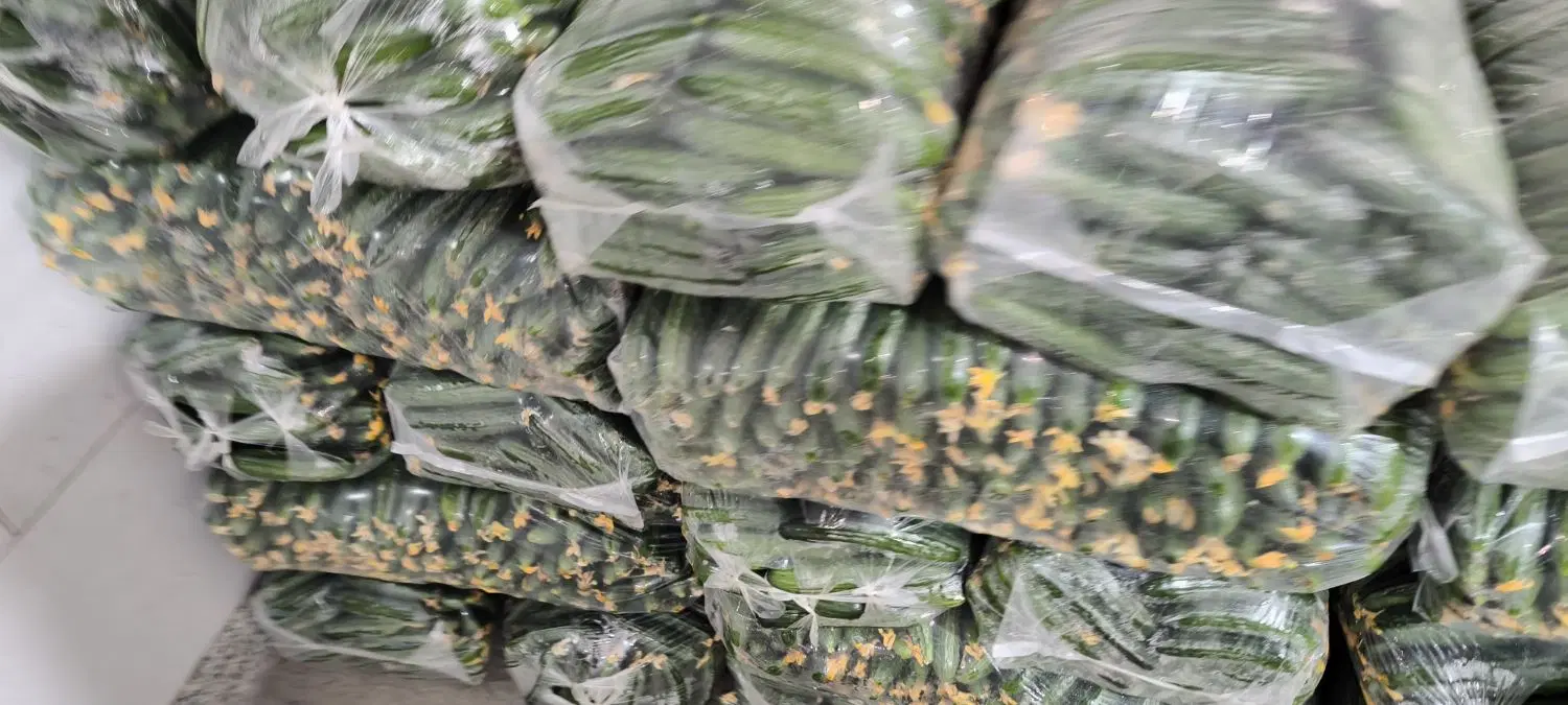 5500 متر باغ و گلخانه سبزی و صیفی