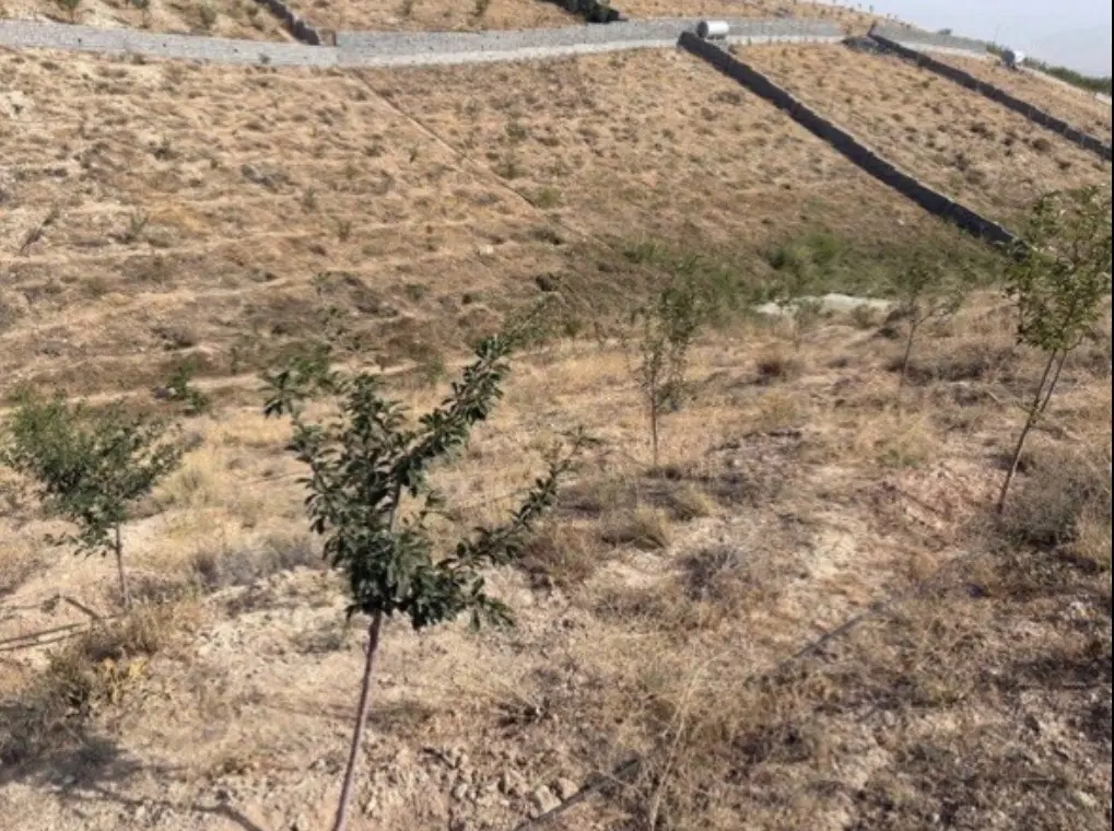 زمین باغی سفید کمر دماوند 2000 متری