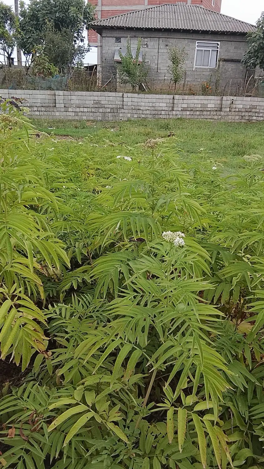 فروش زمین